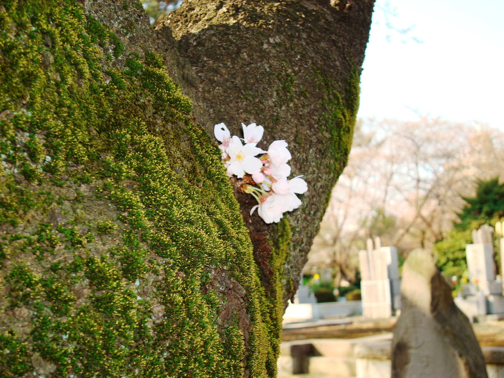 六本木 青山墓地の桜はお洒落 青山 東京 の旅行記 ブログ By Ktoku3さん フォートラベル 六本木 青山墓地の桜はお洒落 青山 東京 の旅行記 ブログ By Ktoku3さん フォートラベル