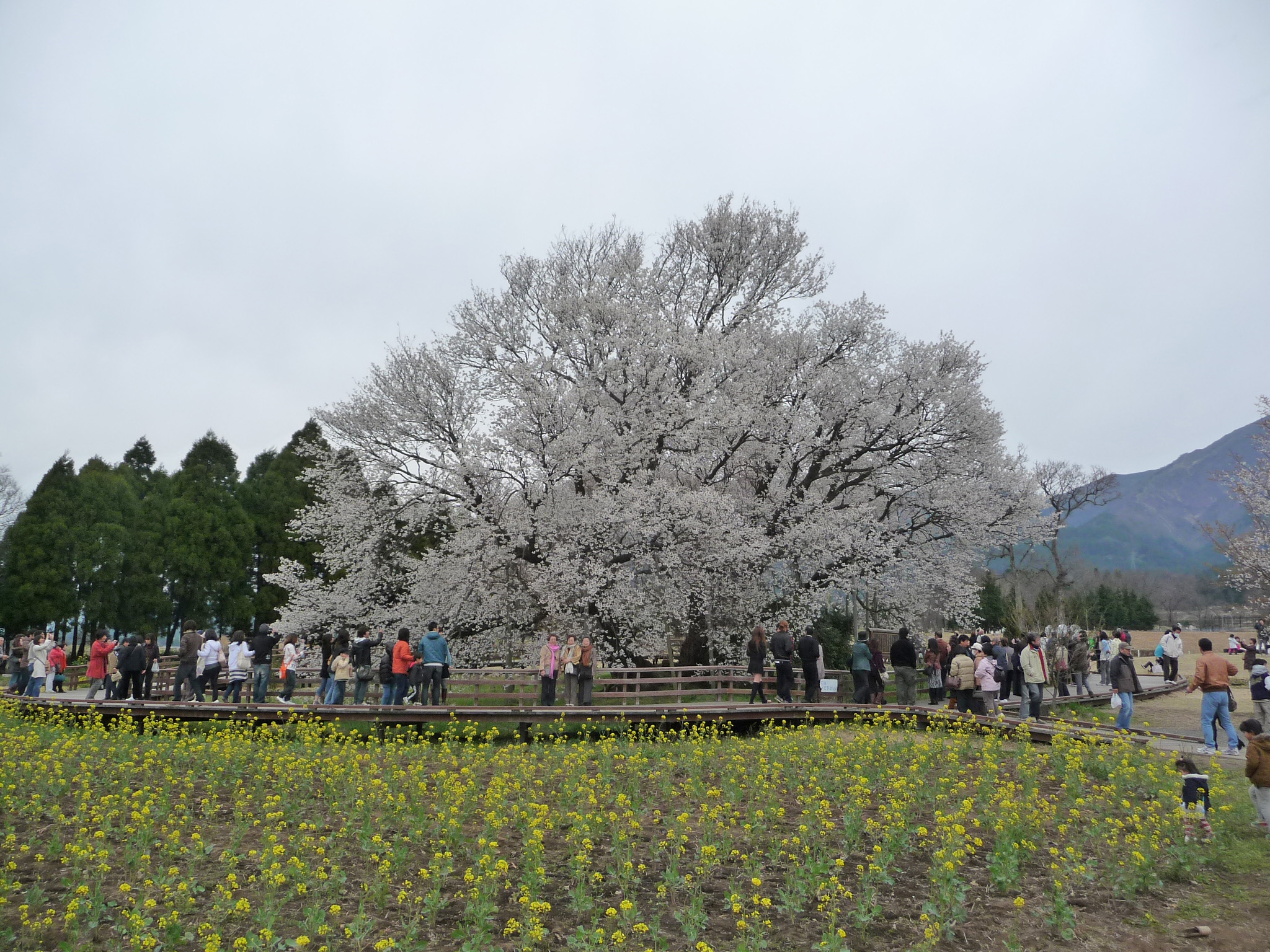 桜 高森 千本