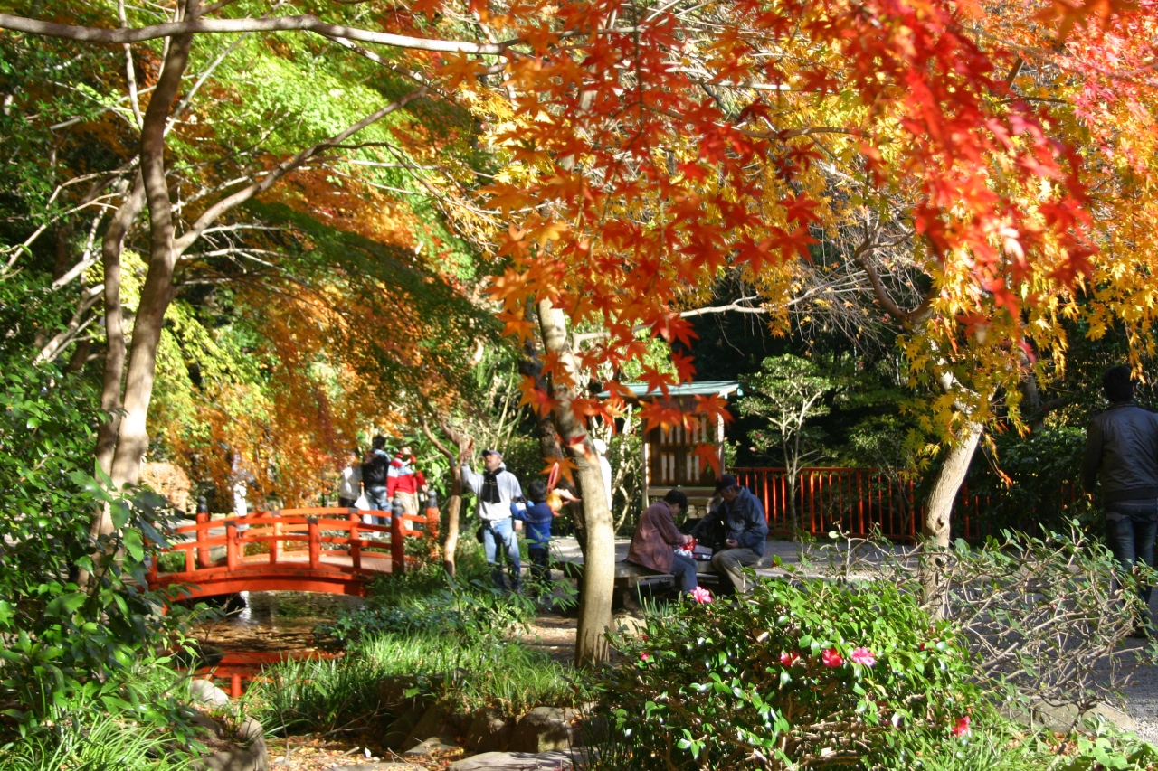 紅葉の奥湯河原と香り漂うみかんの郷ウォーキング 湯河原温泉 神奈川県 の旅行記 ブログ By わいずさん フォートラベル