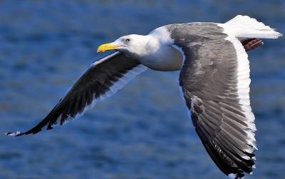 鴎 飛ぶ鳥を止める 撮影モード 鳥 を試す 勝浦 千葉県 の旅行記 ブログ By 風神さん フォートラベル