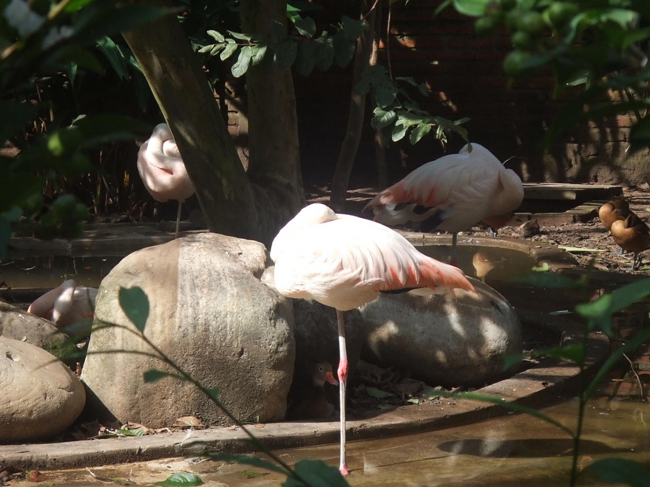 アンデスとアマゾンの動物群 コンドル アナコンダ アルパカ パラバ 大オウム 等 サンタクルス ボリビア の旅行記 ブログ By Bolivianitaさん フォートラベル