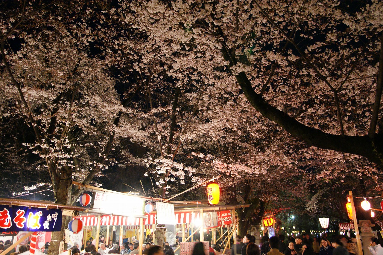 平野の夜桜 として名高い平野神社ライトアップ見参 今出川 北大路 北野 京都 の旅行記 ブログ By Yasuさん フォートラベル