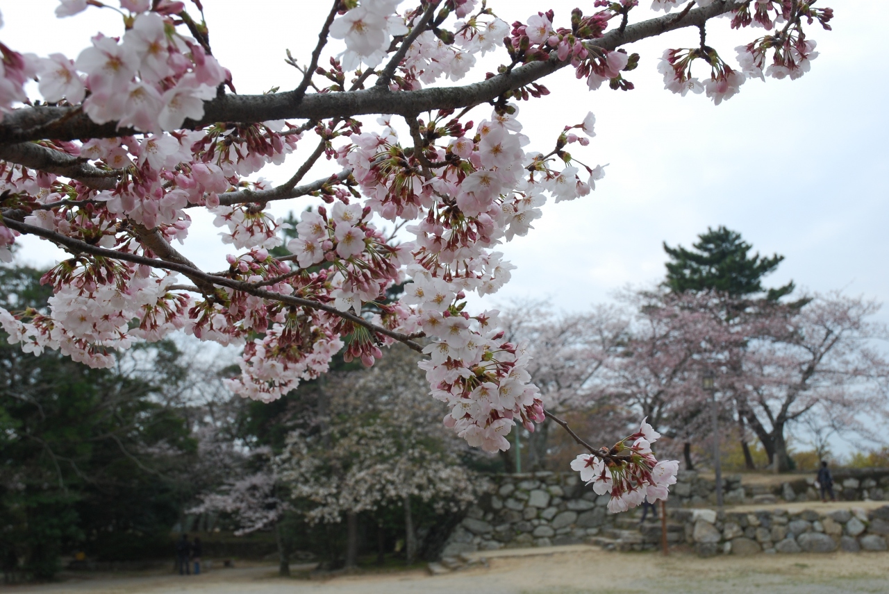 松坂城の桜も咲きました 松阪 三重県 の旅行記 ブログ By Poohさん フォートラベル 松坂城の桜も咲きました 松阪 三重県 の旅行記 ブログ By Poohさん フォートラベル