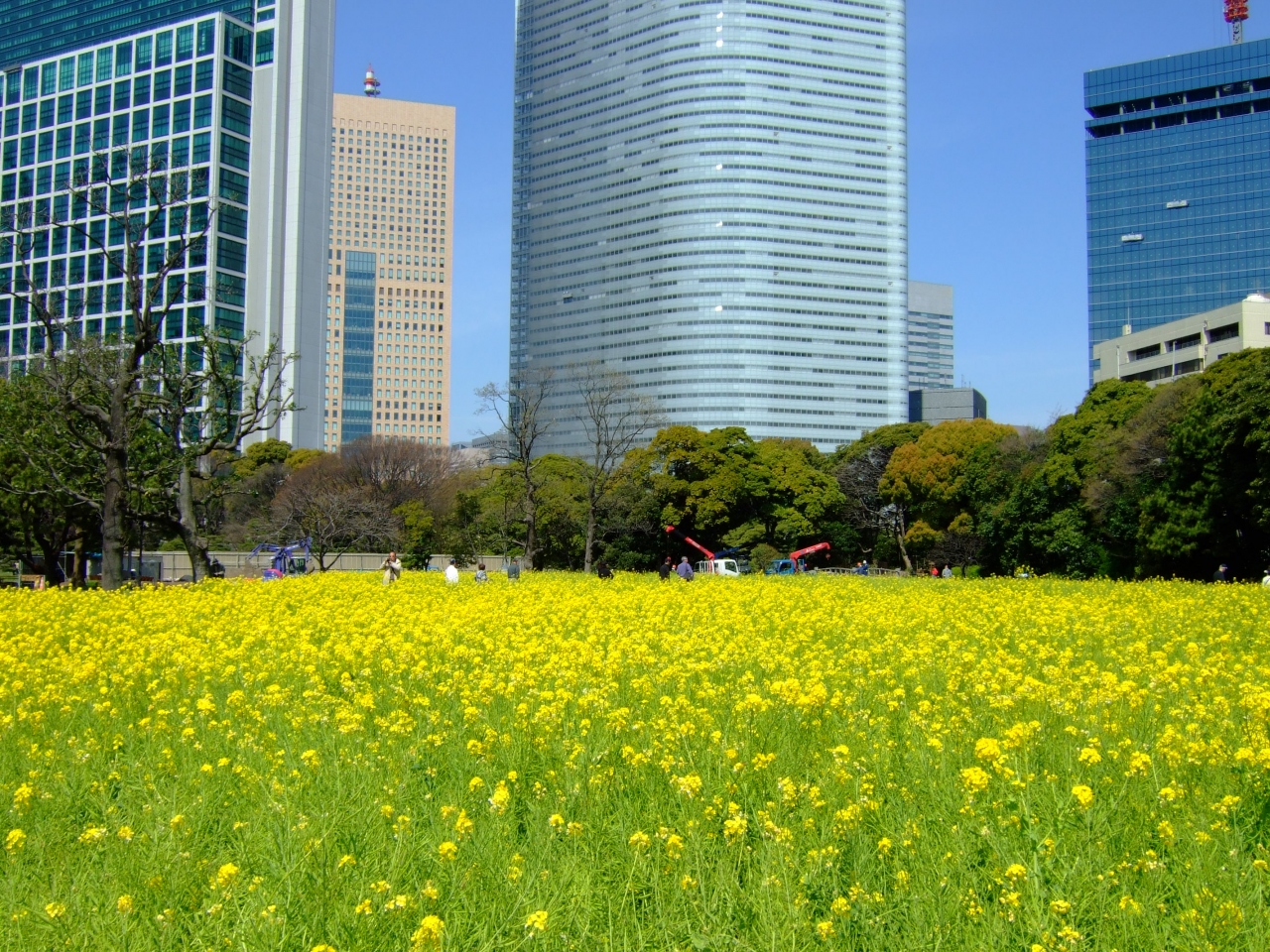 浜離宮恩賜庭園 菜の花畑と桜の木 ２００９春色パレット 汐留 東京 の旅行記 ブログ By がりさん フォートラベル