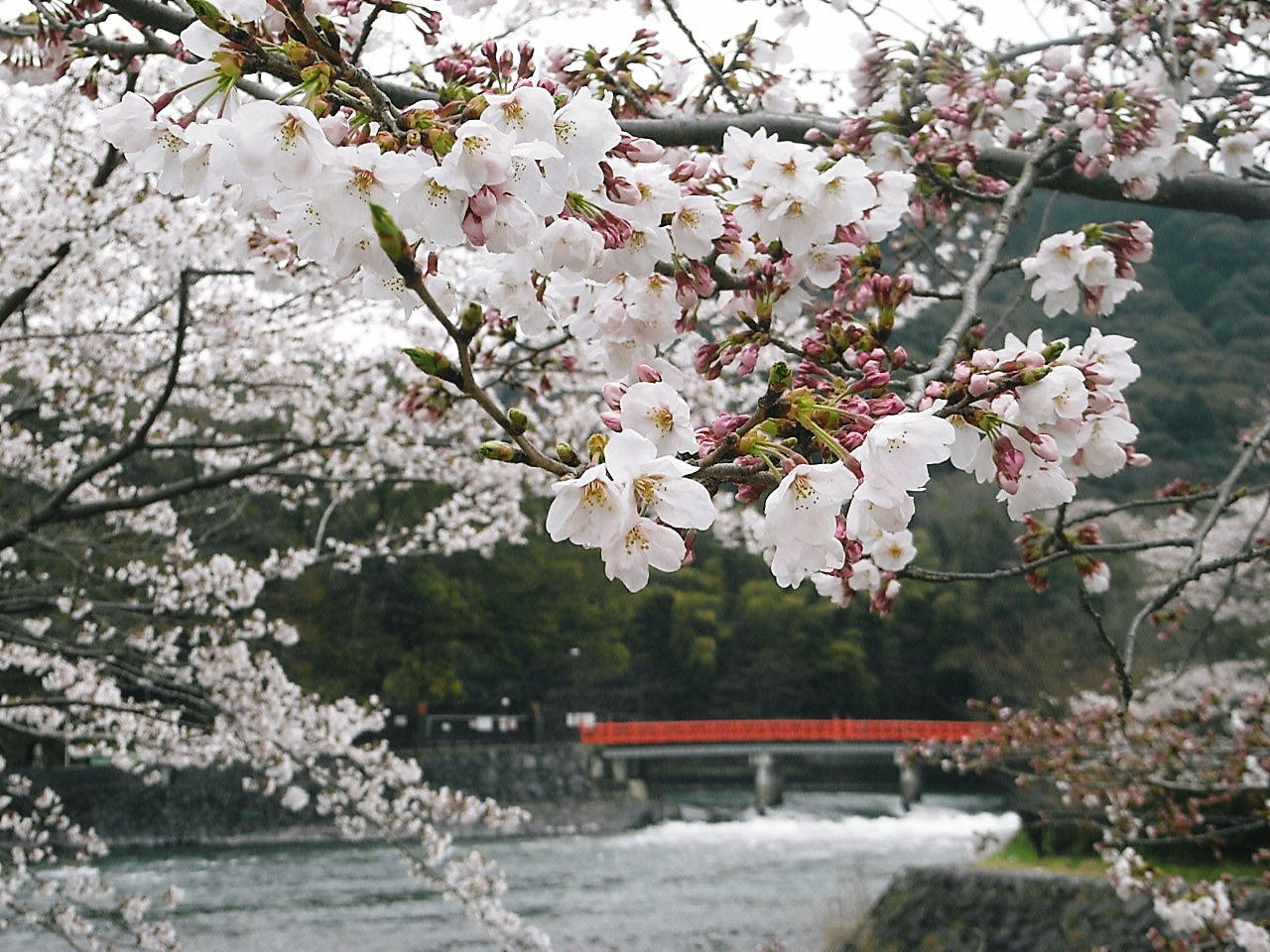 ２００９ 京の桜巡り さくらまつり で賑わう宇治散策 1 宇治 京都 の旅行記 ブログ By ゆっこさん フォートラベル