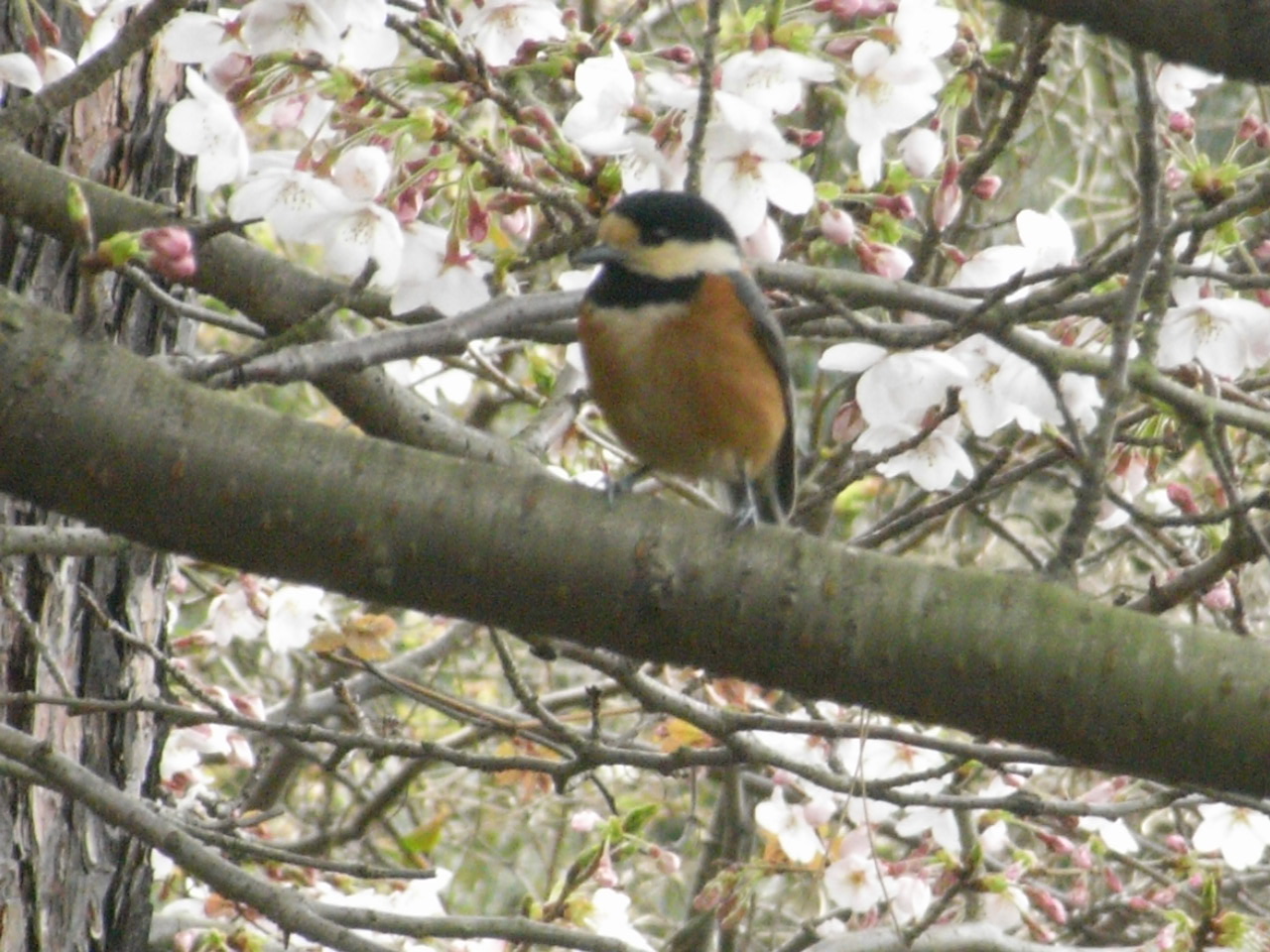 ２００９ 京の桜巡り さくらまつり で賑わう宇治散策 2 宇治 京都 の旅行記 ブログ By ゆっこさん フォートラベル