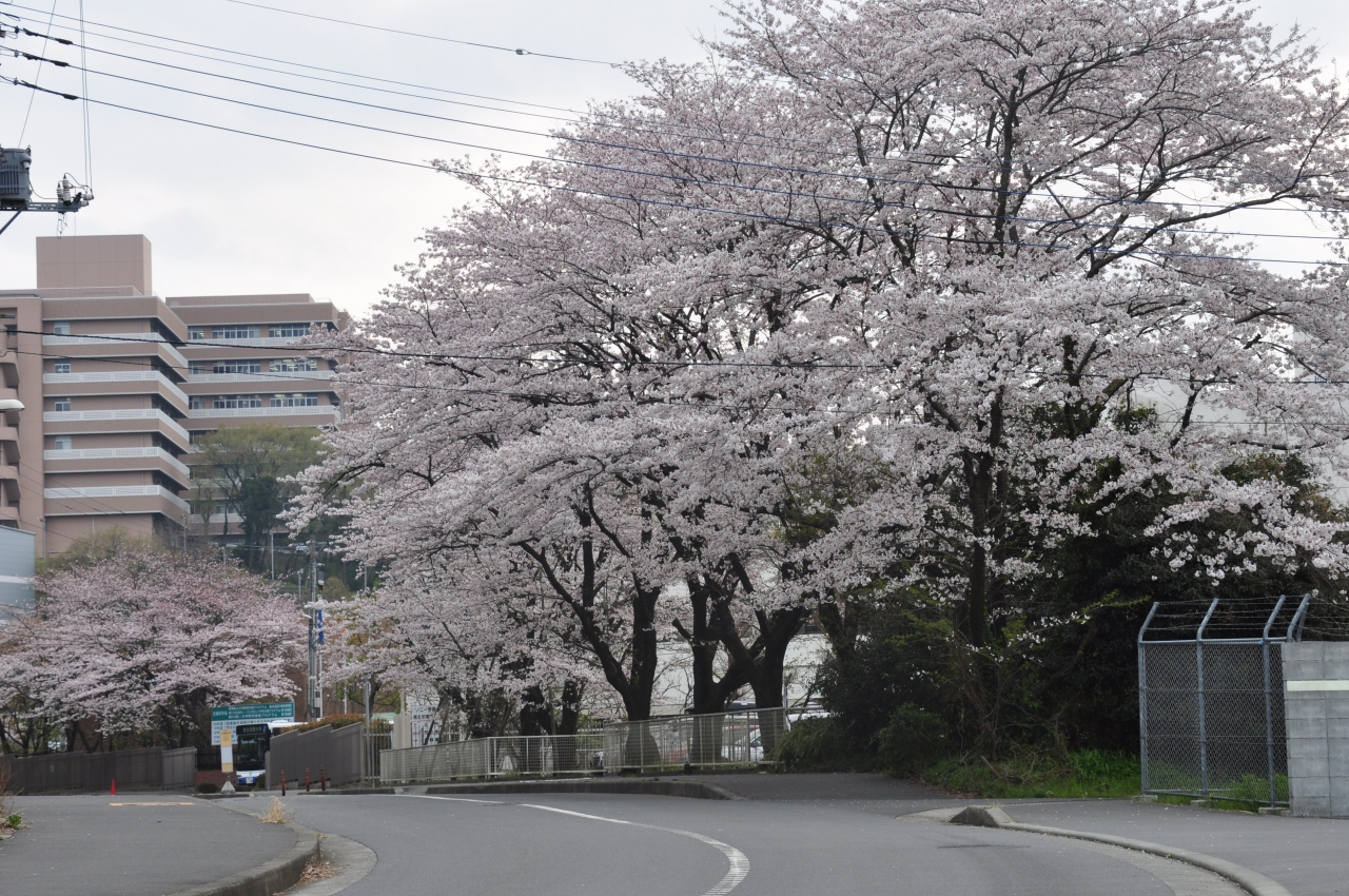 神奈川県厚木市の桜 お手軽に自宅の近く 厚木 神奈川県 の旅行記 ブログ By Shanghaiさん フォートラベル