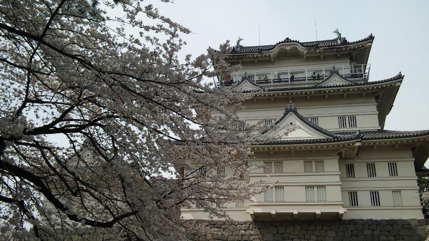 小田原 桜まつり 小田原 神奈川県 の旅行記 ブログ By Mm Asyaさん フォートラベル