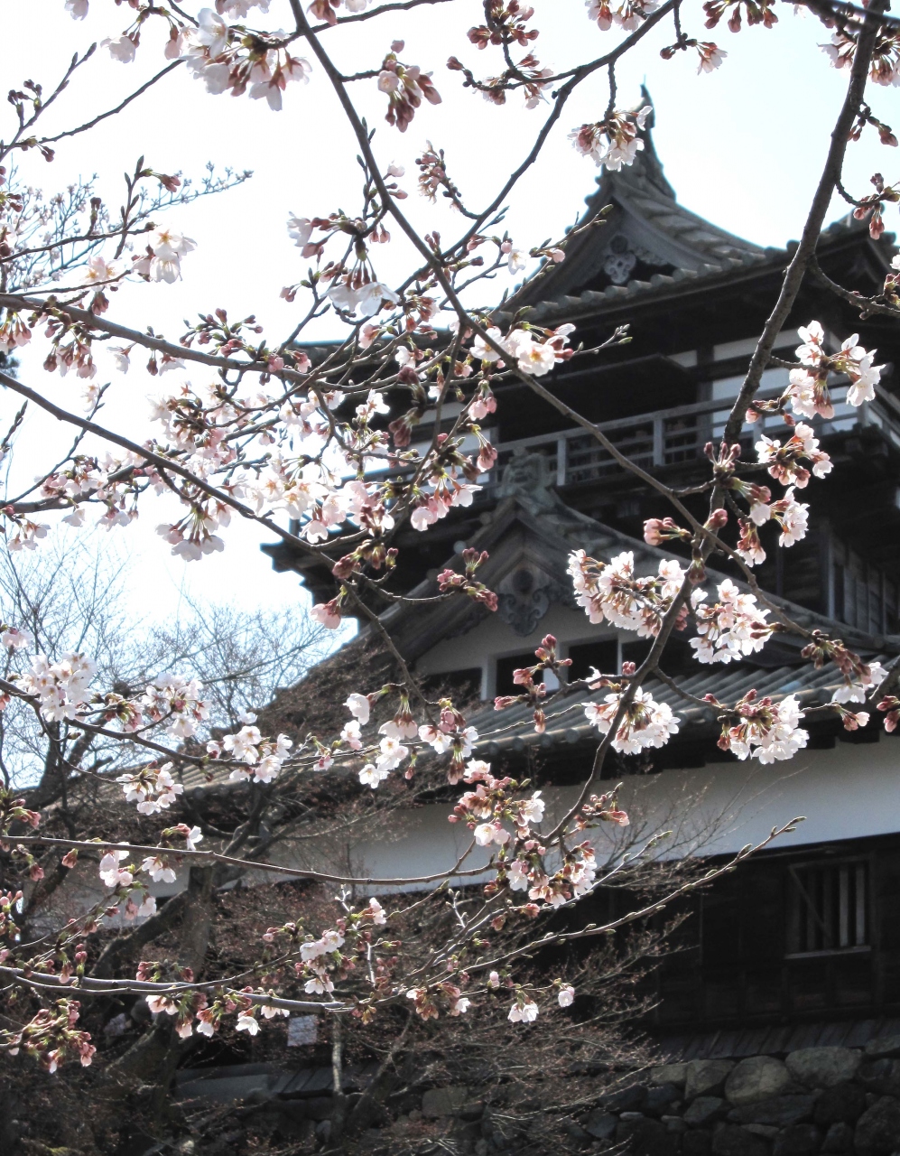 丸岡城桜まつり 永平寺 丸岡 福井県 の旅行記 ブログ By Rさん フォートラベル