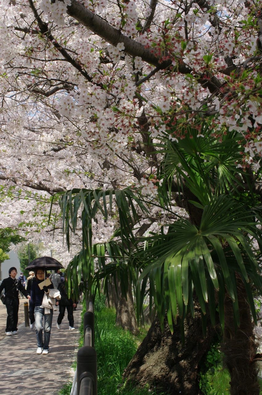 桜舞い散る山崎川のday Night 09 愛知県の旅行記 ブログ By キートス メルシーさん フォートラベル 桜舞い散る山崎川のday Night 09 愛知県の旅行記 ブログ By キートス メルシーさん フォートラベル