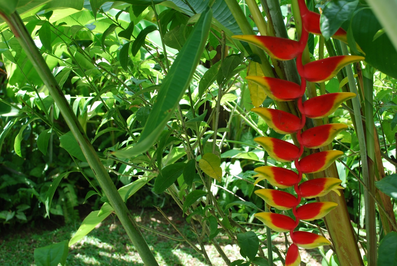 いつまでも耳に残るバリの音 マヤ ウブド編 バリ島 インドネシア の旅行記 ブログ By Mariさん フォートラベル