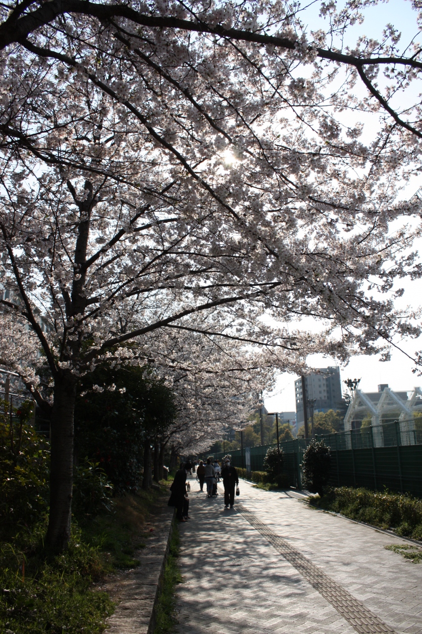 大阪桜便り 靭公園 心斎橋 淀屋橋 大阪 の旅行記 ブログ By みにくまさん フォートラベル