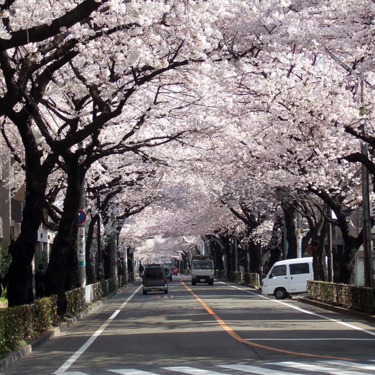桜のトンネル 武蔵野市役所前 吉祥寺 三鷹 東京 の旅行記 ブログ By うめいちさん フォートラベル