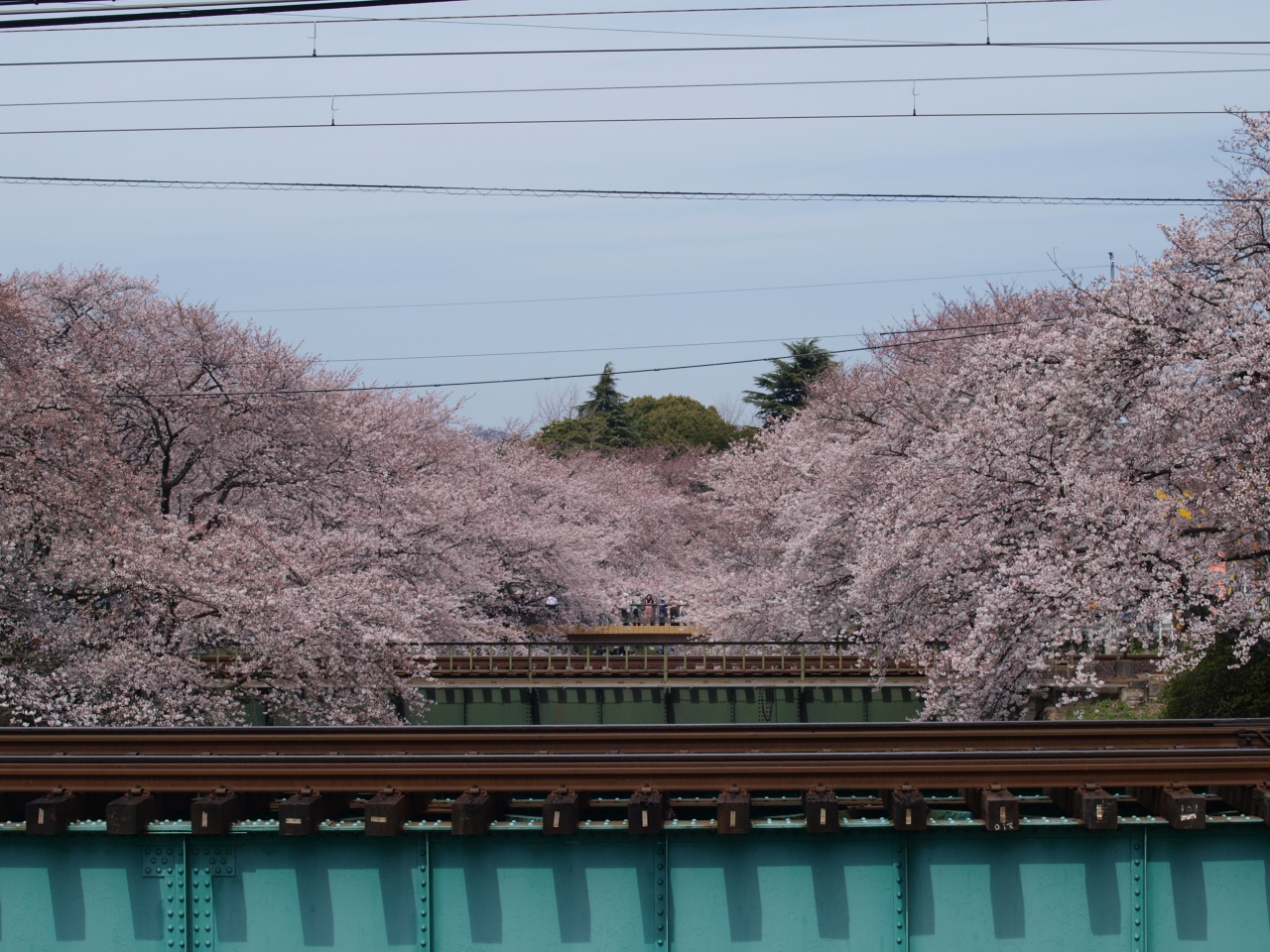 新境川堤の桜並木 各務原 岐阜県 の旅行記 ブログ By おっちーさん フォートラベル 新境川堤の桜並木 各務原 岐阜県 の旅行記 ブログ By おっちーさん フォートラベル