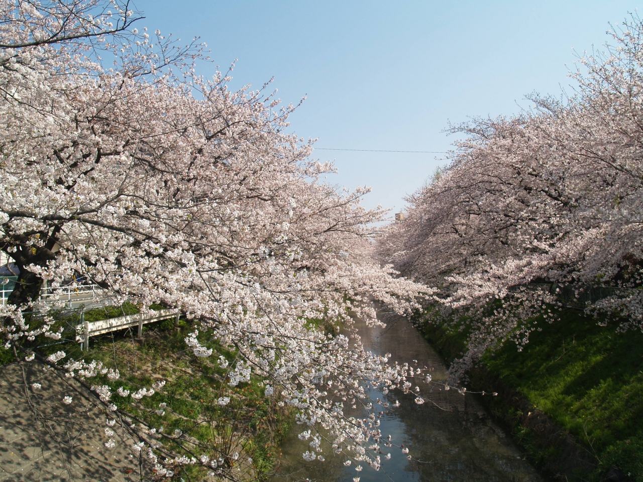 黒川の桜 愛知県の旅行記 ブログ By ｊｉｎちゃんさん フォートラベル