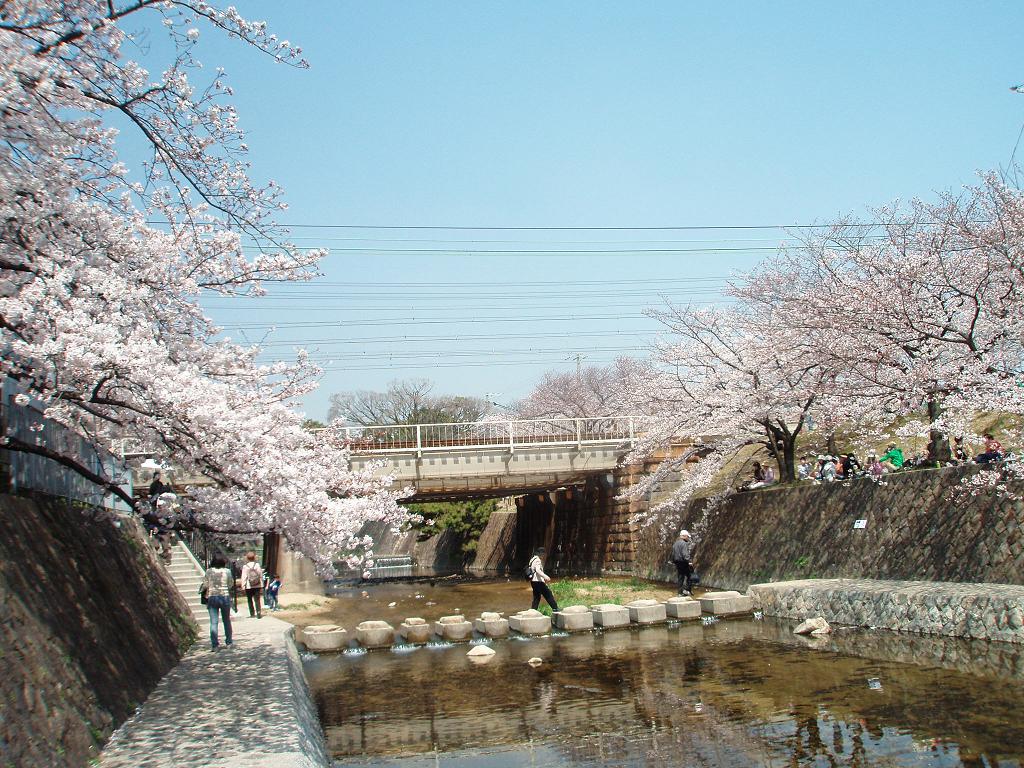 ２００９桜便り 夙川公園 兵庫県西宮市 西宮 芦屋 兵庫県 の旅行記 ブログ By Gotochanさん フォートラベル