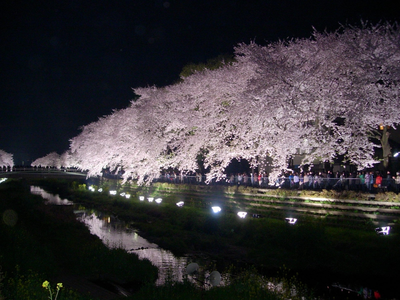 調布市野川の桜ライトアップ2009 調布 狛江 東京 の旅行記 ブログ By あいららさん フォートラベル 調布市野川の桜ライトアップ2009 調布 狛江 東京 の旅行記 ブログ By あいららさん フォートラベル