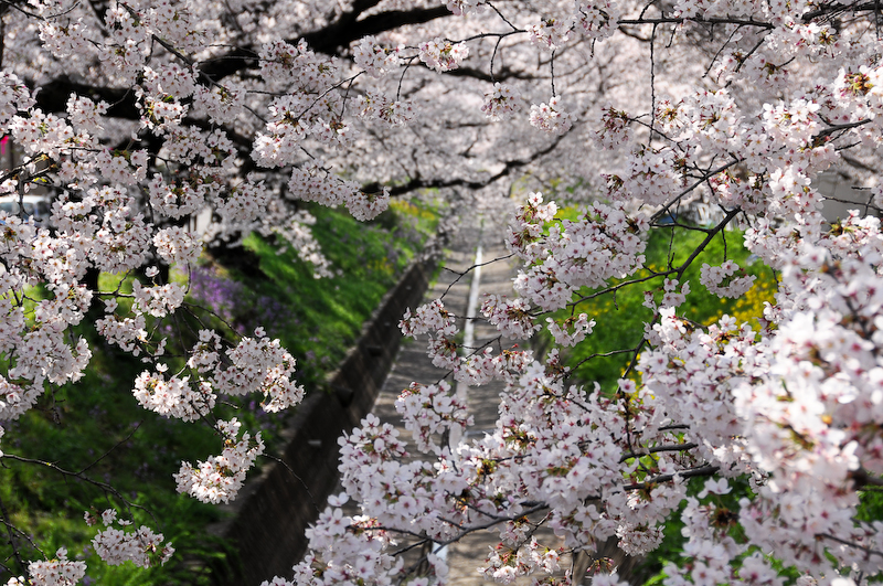 足利市 千歳袋川の桜 足利 栃木県 の旅行記 ブログ By フロッガーさん フォートラベル 足利市 千歳袋川の桜 足利 栃木県 の旅行記 ブログ By フロッガーさん フォートラベル