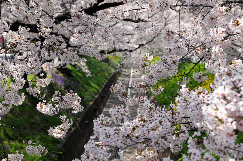 足利市 千歳袋川の桜 足利 栃木県 の旅行記 ブログ By フロッガーさん フォートラベル