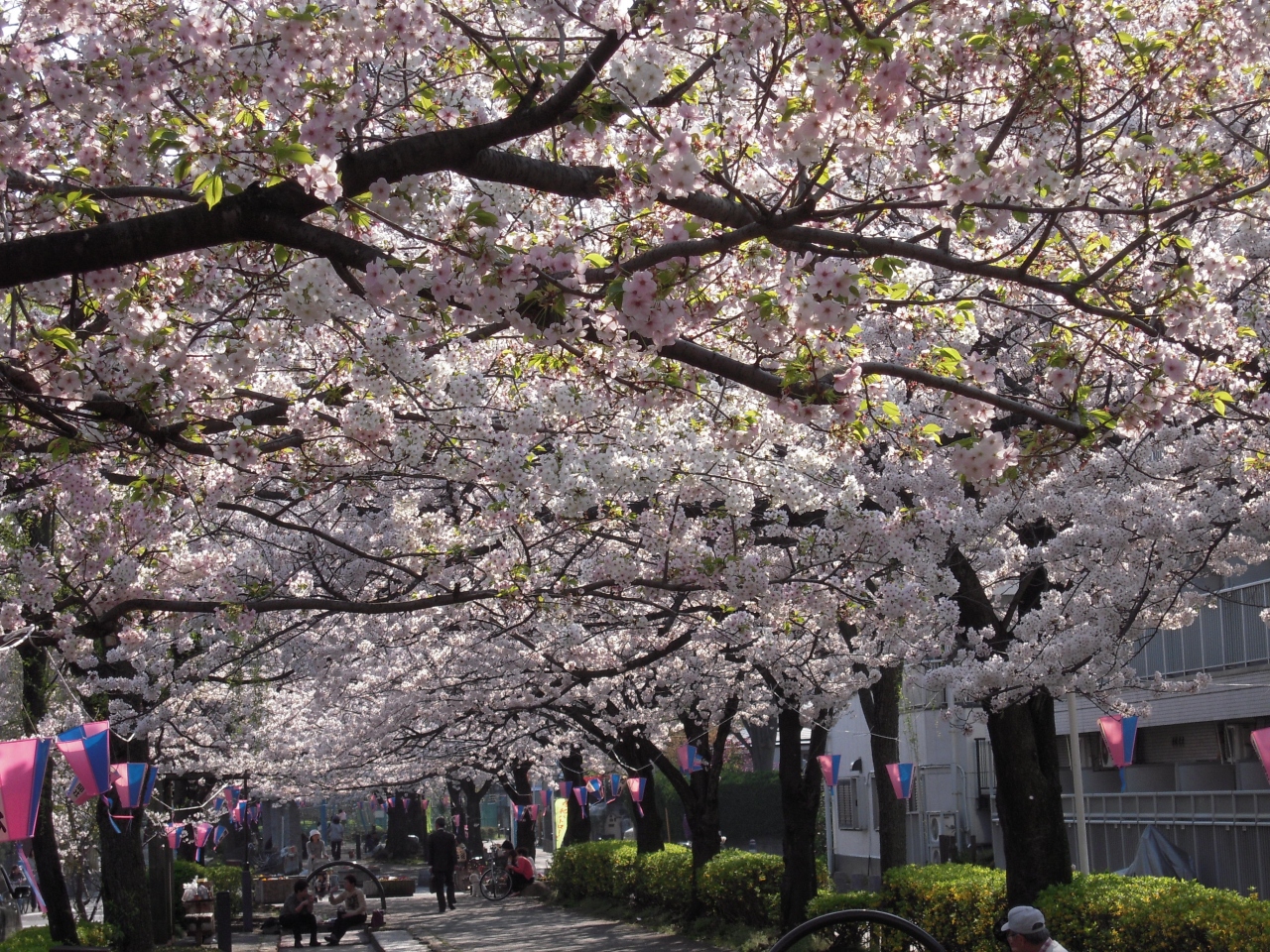 浦安の桜 日常の風景 浦安 千葉県 の旅行記 ブログ By どーもくんさん フォートラベル 浦安の桜 日常の風景 浦安 千葉県 の旅行記 ブログ By どーもくんさん フォートラベル