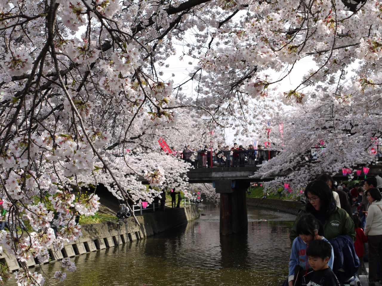 ２００９岩倉桜まつり 岩倉 江南 愛知県 の旅行記 ブログ By Tanakaさん フォートラベル