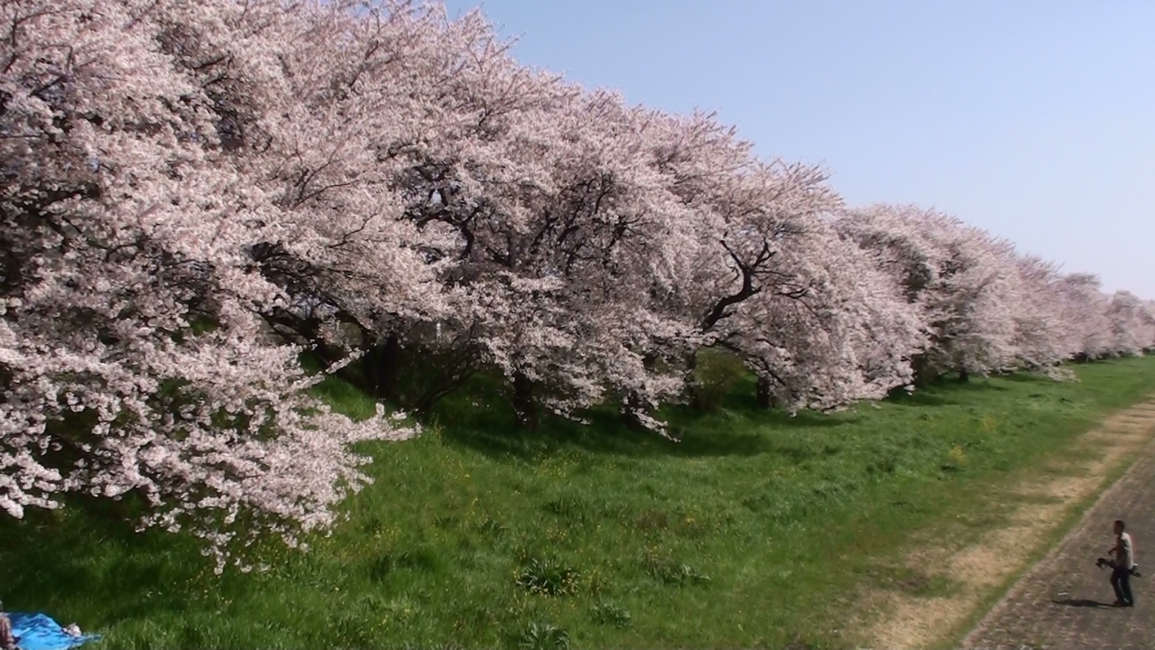 桜 岐阜県の旅行記 ブログ By 加藤さん フォートラベル