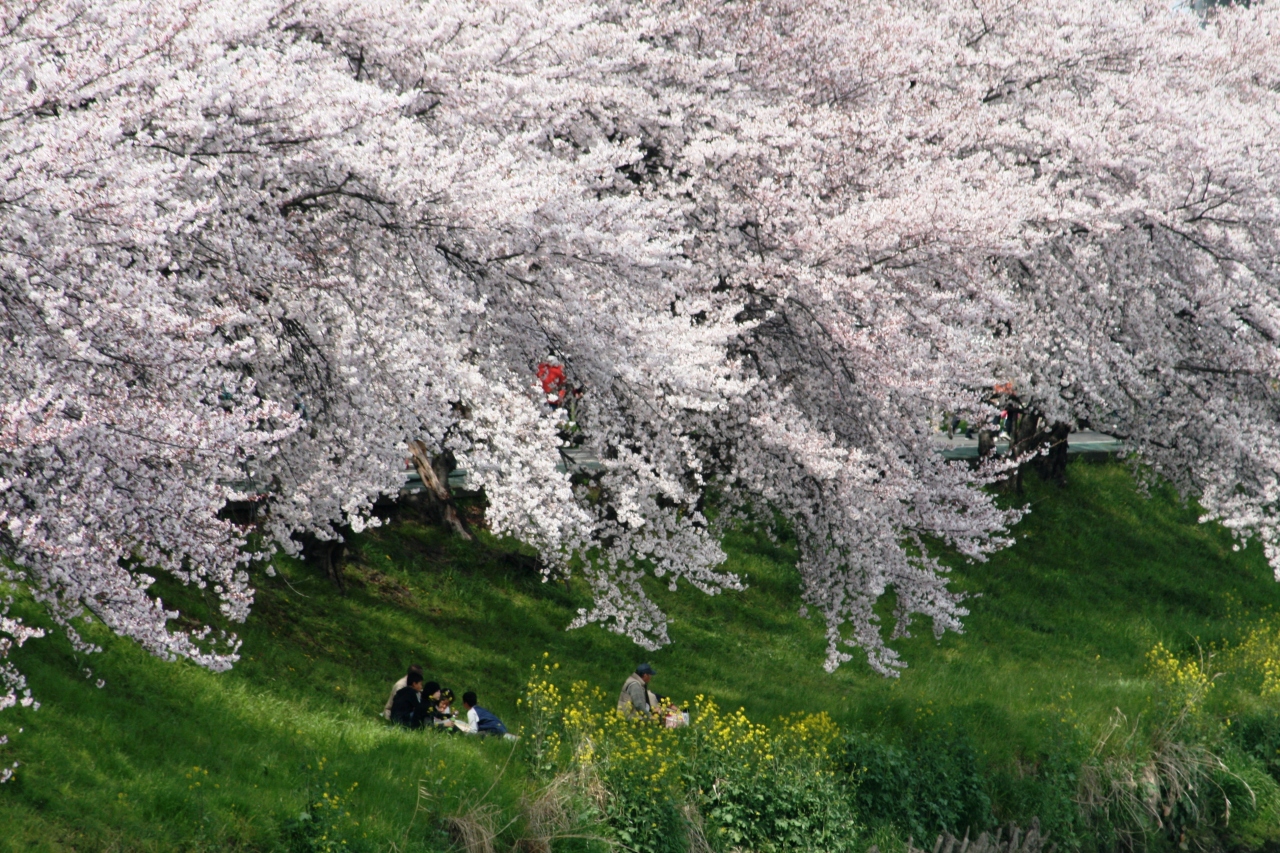 2009春、桜の季節の清洲城(5:完):4月5日(5):模擬天守、清州越し、五条川、カルガモ、菜の花、染井吉野