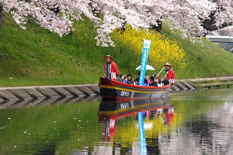 第33回各務原市桜まつり その2 桜 各務原 岐阜県 の旅行記 ブログ By 風に吹かれて旅人さん フォートラベル