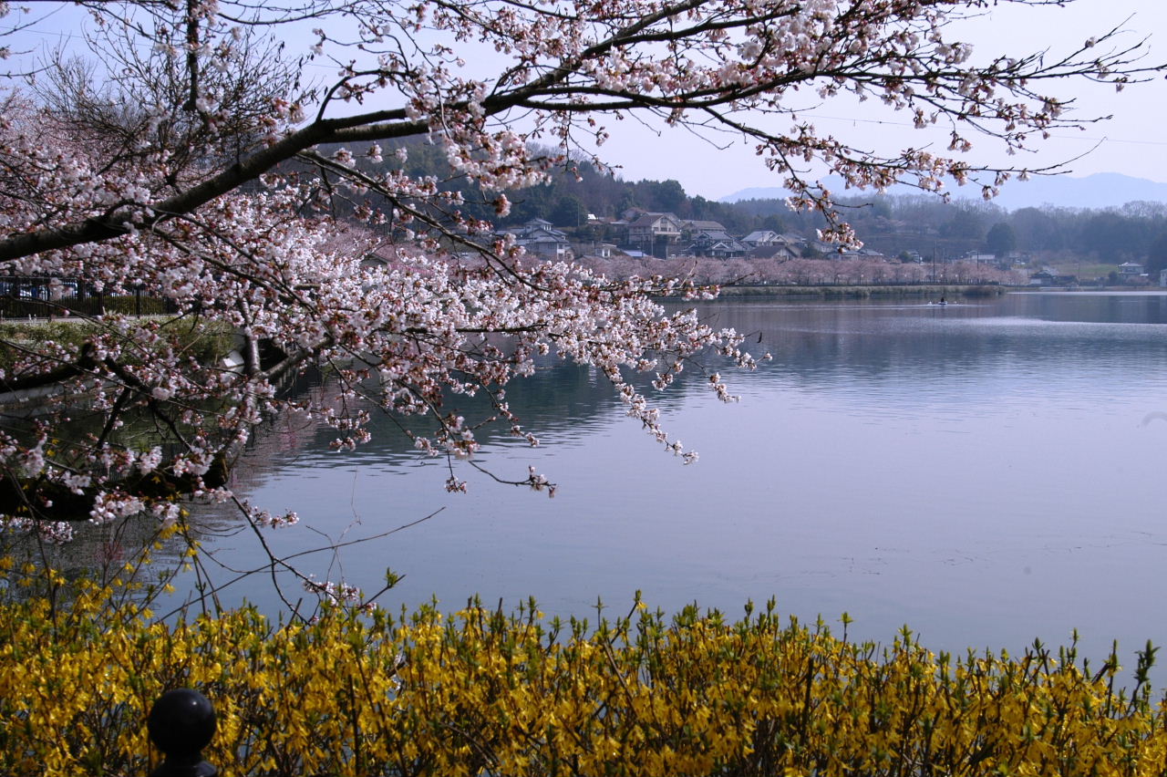 庄原市 上野公園のサクラ 備北丘陵公園のスイセン 庄原 広島県 の旅行記 ブログ By Punchmsさん フォートラベル