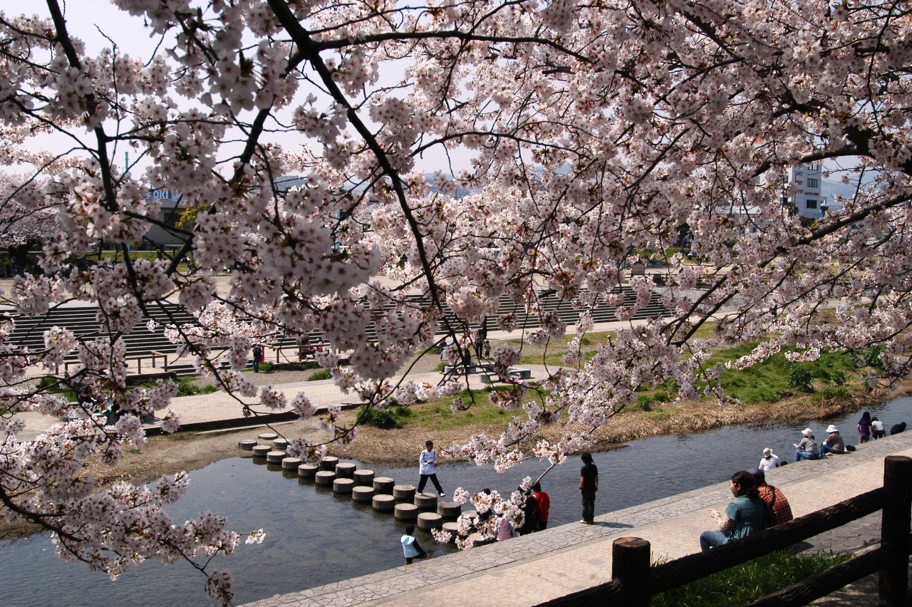 高槻市 芥川桜堤公園のサクラ 高槻 島本 大阪 の旅行記 ブログ By Punchmsさん フォートラベル 高槻市 芥川桜堤公園のサクラ 高槻 島本 大阪 の旅行記 ブログ By Punchmsさん フォートラベル
