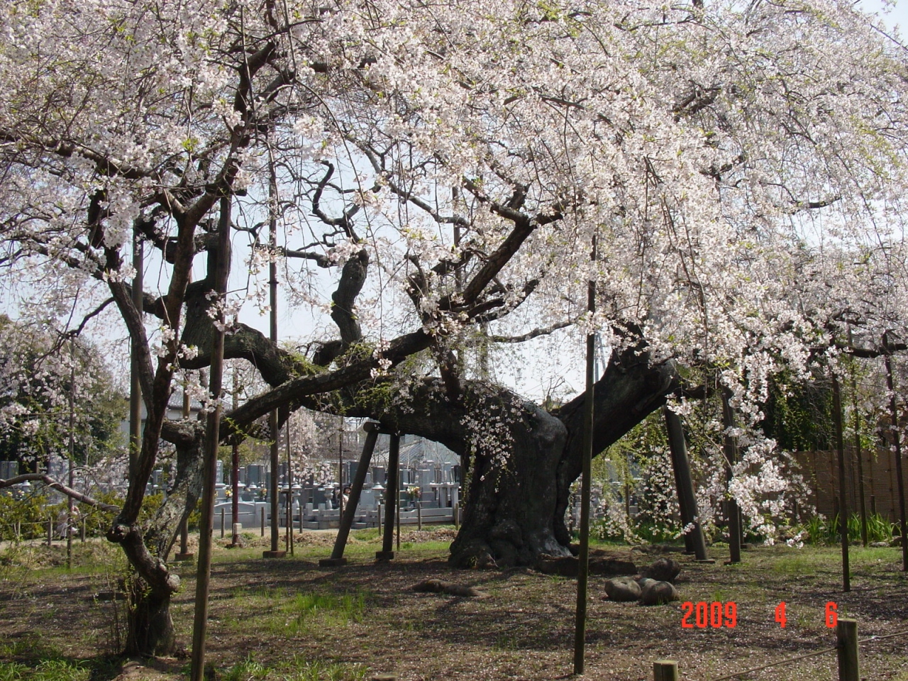 樹齢４００年強の江戸枝垂れ桜 茨城 竜ヶ崎 般若院 茨城県の旅行記 ブログ By ちょびれさん フォートラベル