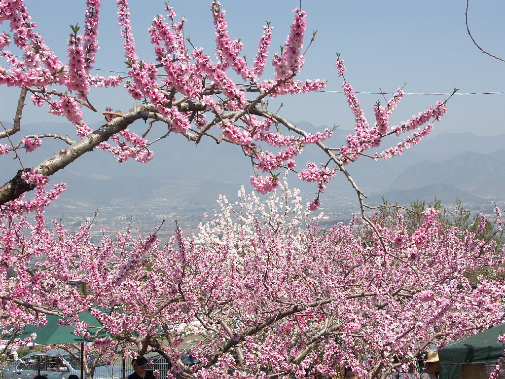 山梨釈迦堂付近の桃の花と富士五湖の桜 山梨県の旅行記 ブログ By 私家語さん フォートラベル