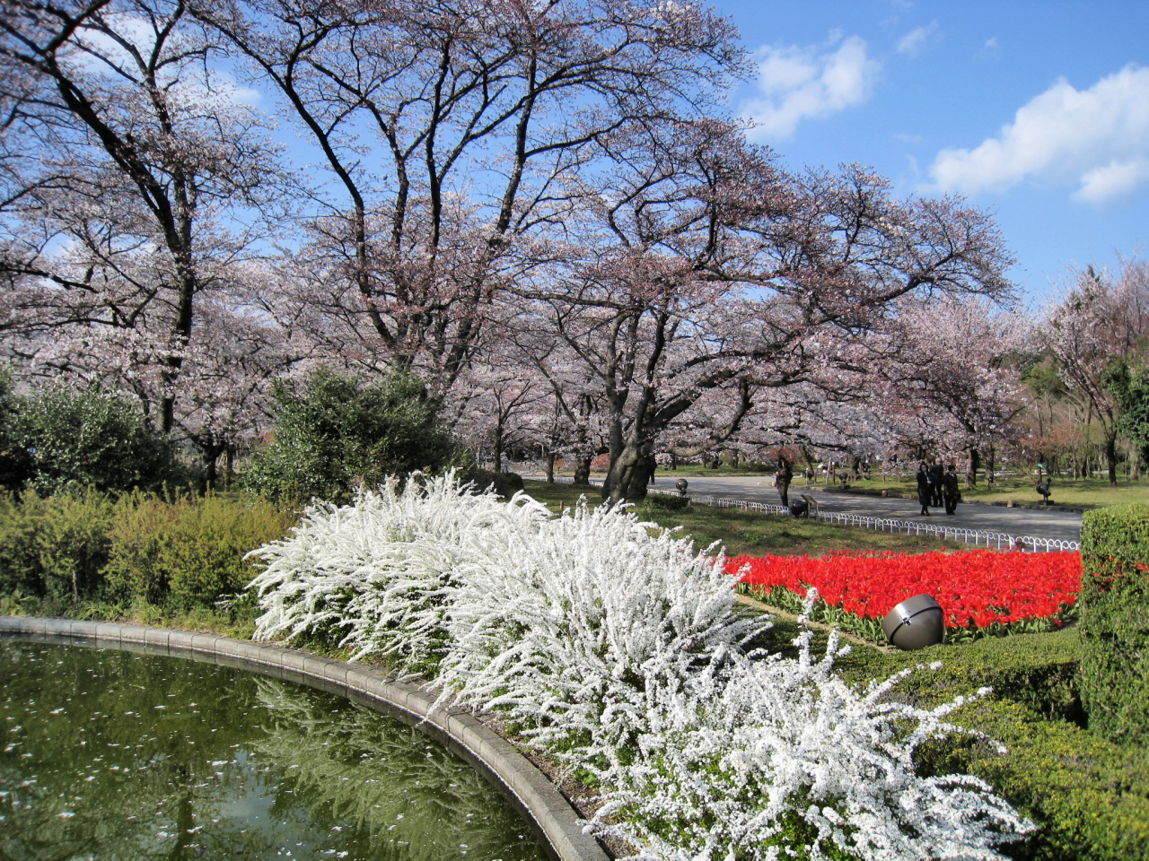 おまけの京都桜見物 円山公園 京都府立植物園 下鴨 宝ヶ池 平安神宮 京都 の旅行記 ブログ By ミモザさん フォートラベル