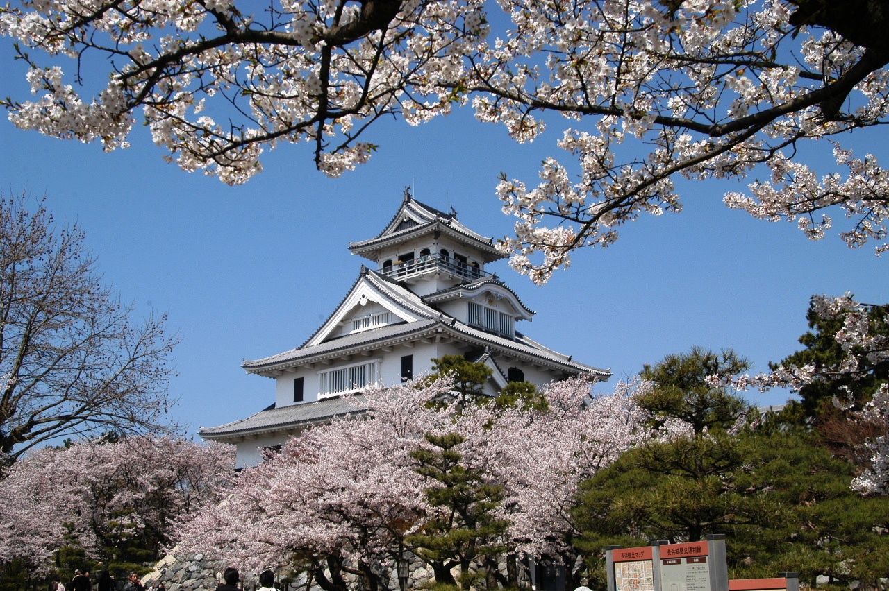 豊公園 長浜城 のサクラ 長浜 滋賀県 の旅行記 ブログ By Punchmsさん フォートラベル 豊公園 長浜城 のサクラ 長浜 滋賀県 の旅行記 ブログ By Punchmsさん フォートラベル
