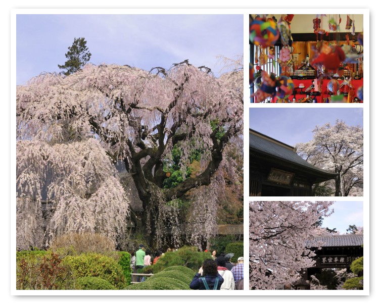 しだれ桜の慈雲寺とこうしゅう桃源郷 駅からハイキング 甘草屋敷 慈雲寺 放光寺 恵林寺 勝沼 塩山 山梨県 の旅行記 ブログ By Airpentaroさん フォートラベル