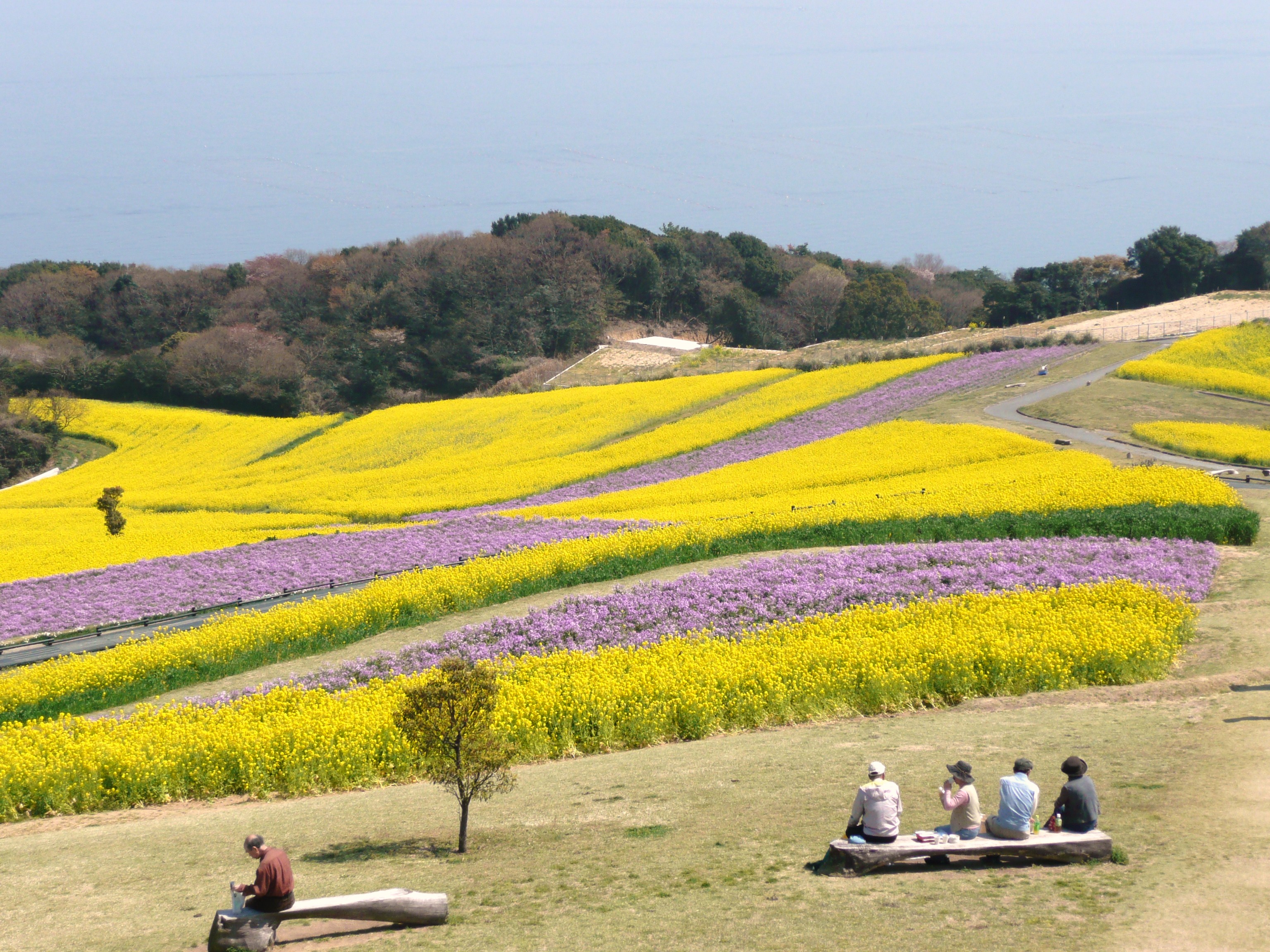 春色のあわじ花さじきと淡路夢舞台 淡路島 兵庫県 の旅行記 ブログ By Ohchanさん フォートラベル