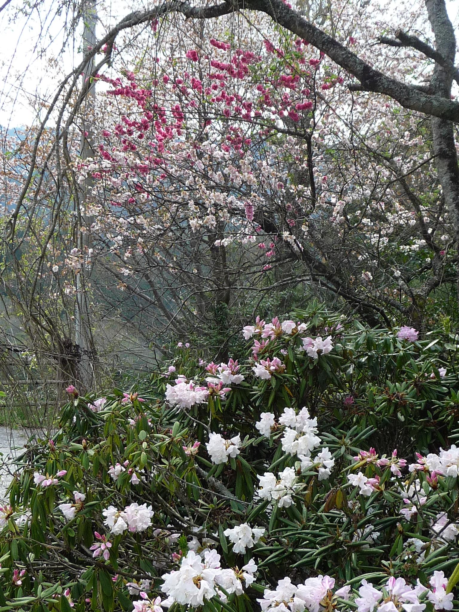 宮崎 五ヶ瀬 三ヶ所神社のシャクナゲ 09 04 11 宮崎県の旅行記 ブログ By Azianokazeさん フォートラベル