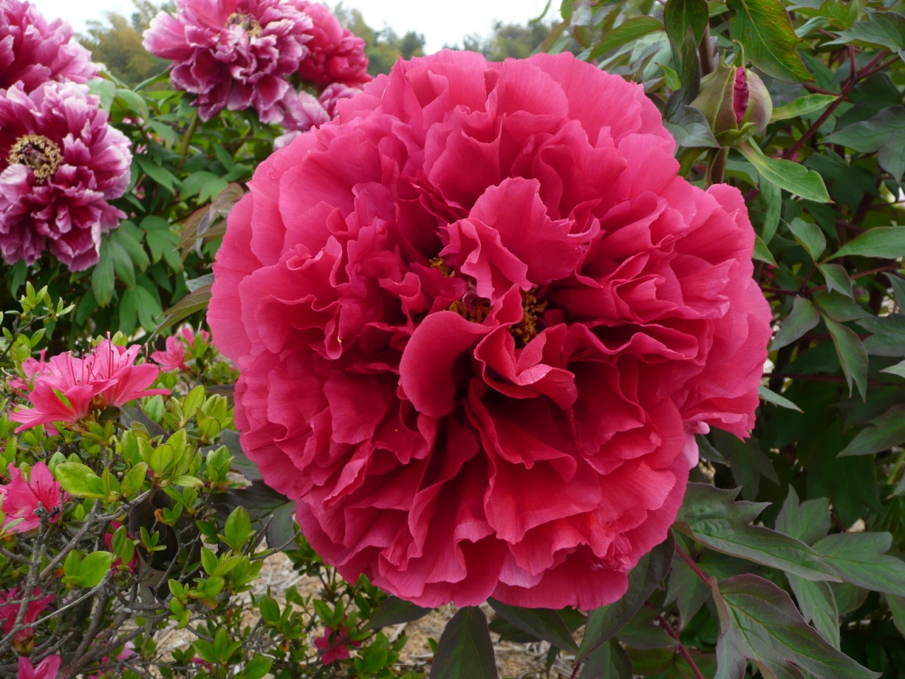 立てば芍薬 座れば牡丹 歩く姿は百合の花 佐世保 長崎県 の旅行記 ブログ By Saikai99さん フォートラベル
