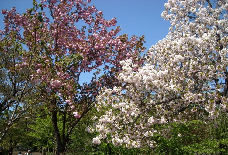 神代植物公園で八重桜花見 調布 狛江 東京 の旅行記 ブログ By まりも母さん フォートラベル 神代植物公園で八重桜花見 調布 狛江 東京 の旅行記 ブログ By まりも母さん フォートラベル