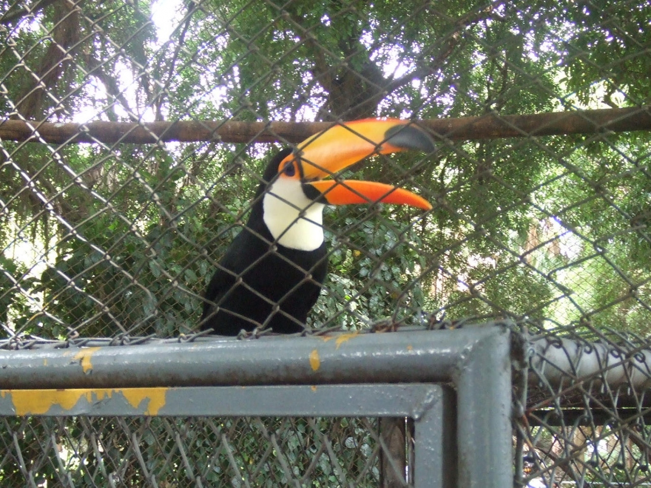 コンドル トゥカン 南米の珍しい動物達 サンタクルス ボリビア の旅行記 ブログ By Bolivianitaさん フォートラベル