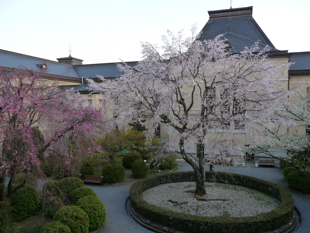 2009 京都桜便り６ 京都府庁旧本館 観桜会 今出川 北大路 北野 京都 の旅行記 ブログ By Jyugonさん フォートラベル
