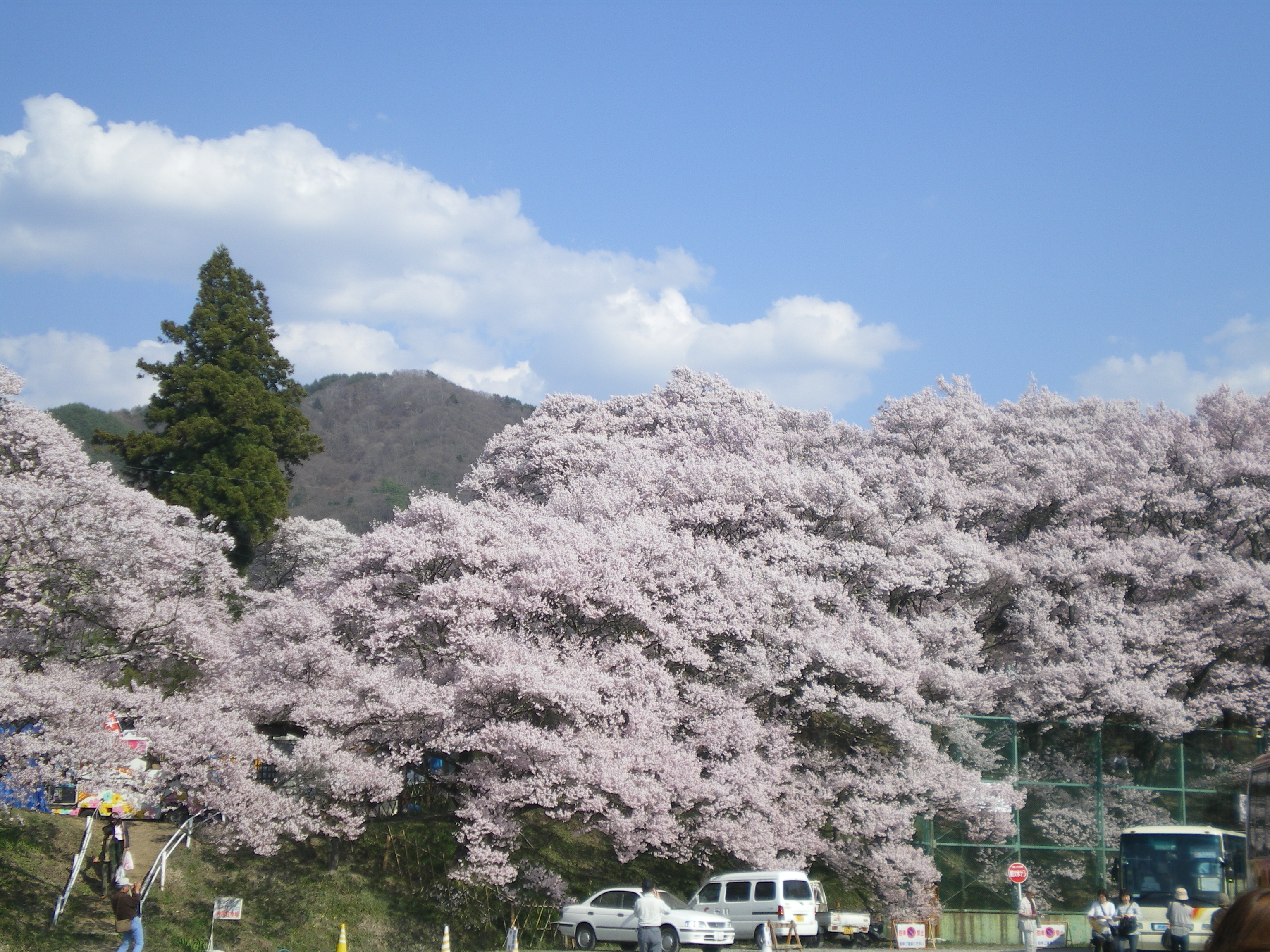 高遠桜VS根尾谷の淡墨桜(その1)』辰野・箕輪・高遠(長野県)の旅行記