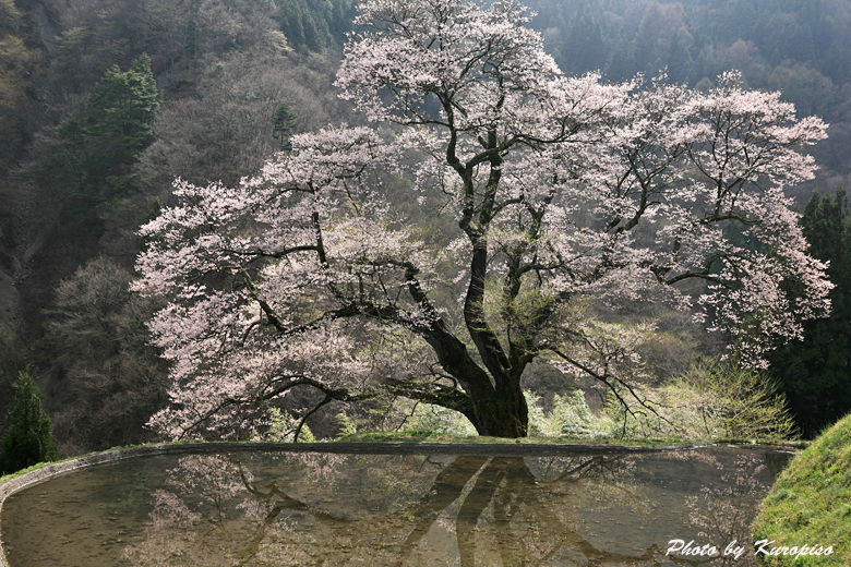 『源義経、駒つなぎの桜が満開の季節を迎えました /長野県 ...
