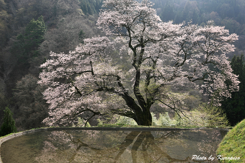 源義経 駒つなぎの桜が満開の季節を迎えました 長野県下伊那郡阿智村 阿智 平谷 長野県 の旅行記 ブログ By Kuropisoさん フォートラベル 源義経 駒つなぎの桜が満開の季節を迎えました 長野県下伊那郡阿智村 阿智 平谷 長野県 の旅行記 ブログ By Kuropisoさん フォートラベル