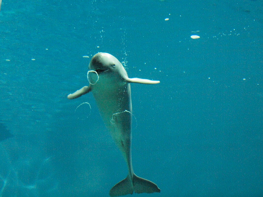 スナメリのバブルリング しものせき水族館 海響館 ショー編 下関 山口県 の旅行記 ブログ By にいごさん フォートラベル