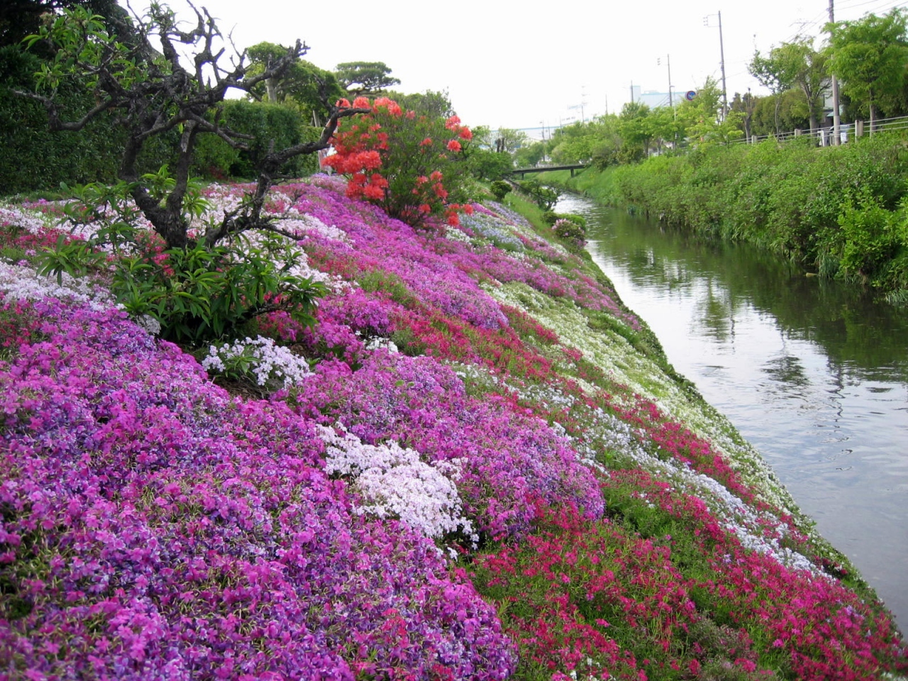渋田川河畔の芝桜 神奈川花の名所 まちなみ 百選 神奈川県の旅行記 ブログ By Rockyさん フォートラベル