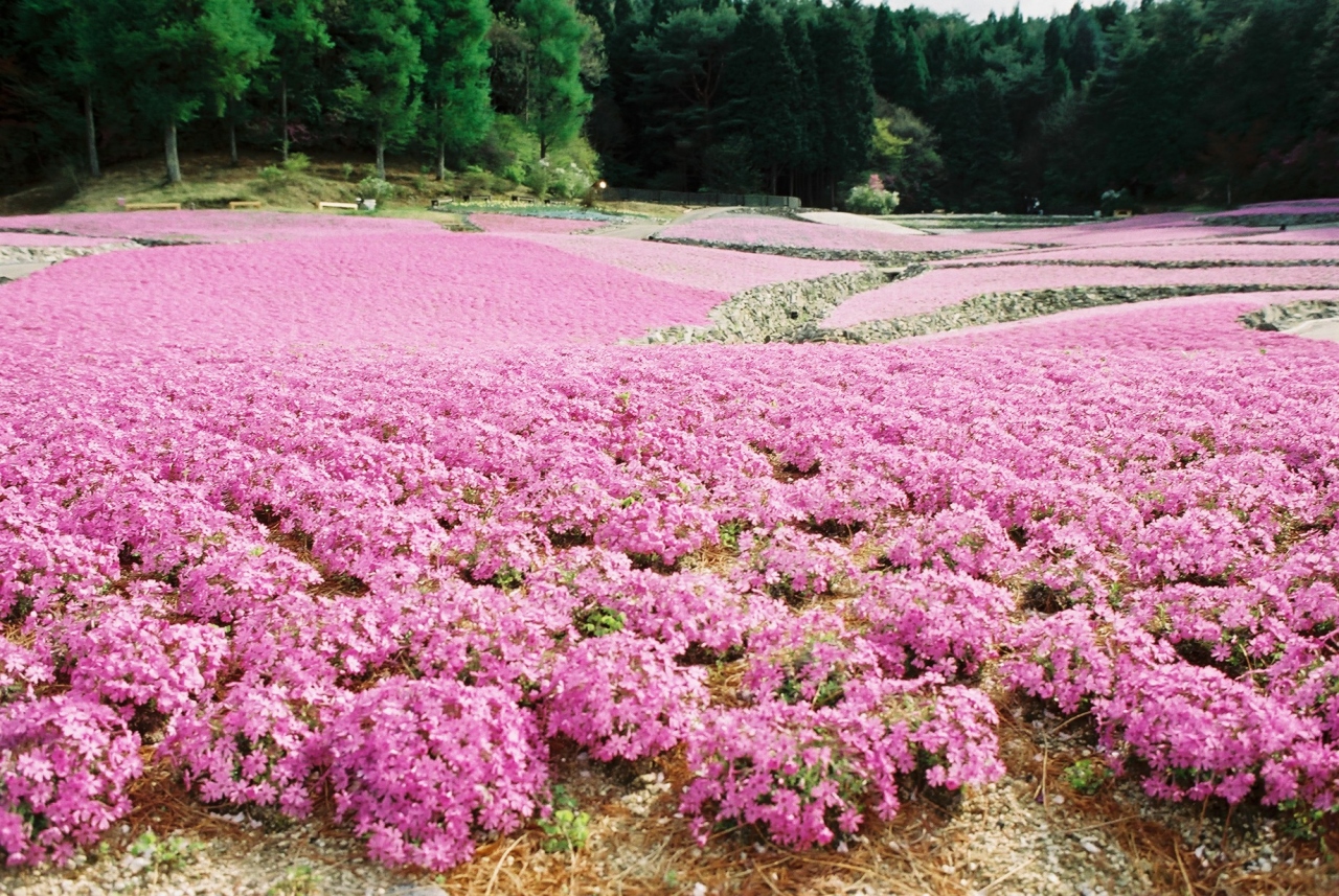 三田市永沢寺の花のじゅうたん 三田 兵庫 兵庫県 の旅行記 ブログ By ツボじゃさん フォートラベル