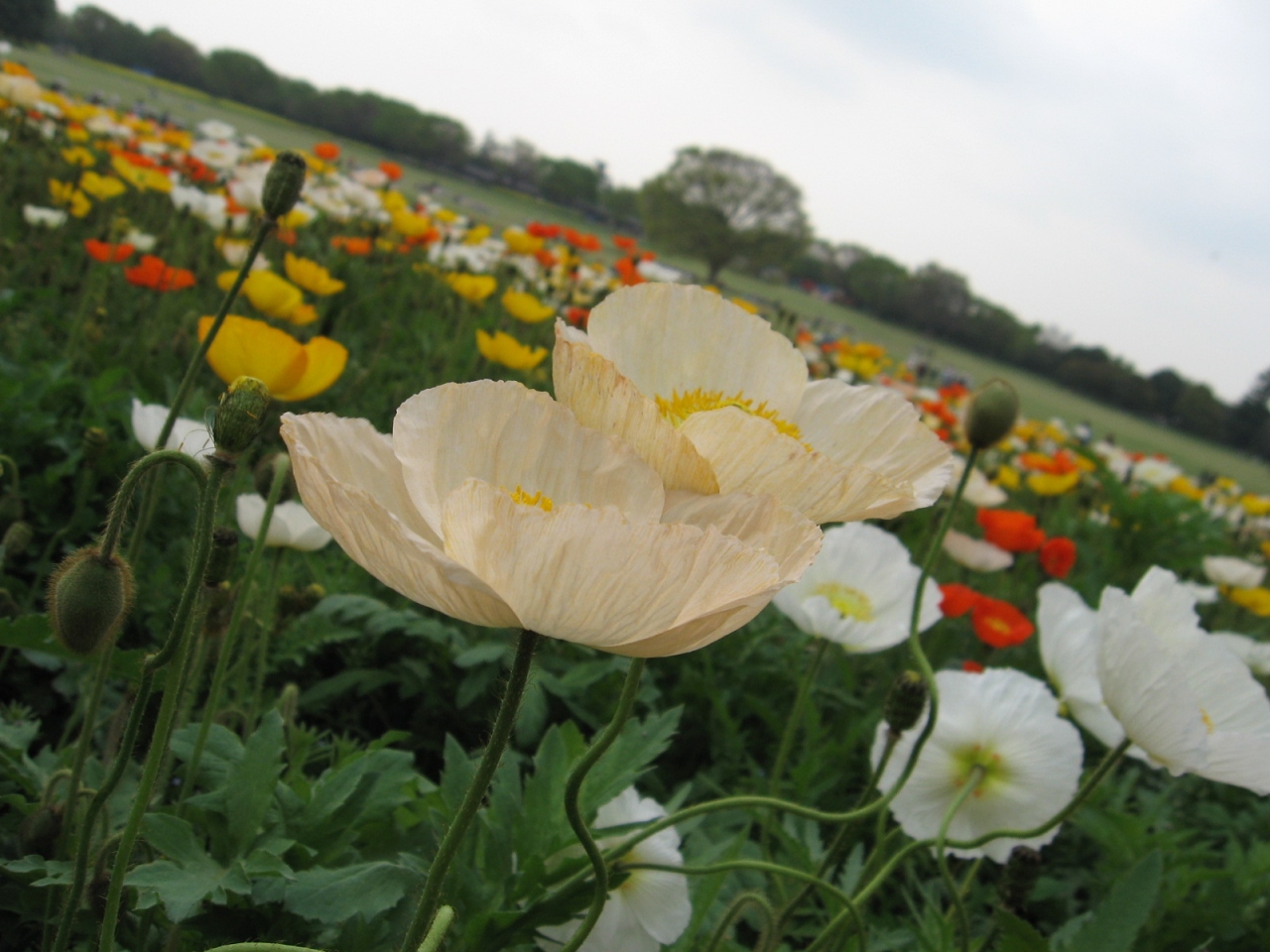 チューリップ以外の花々 昭和記念公園 立川 東京 の旅行記 ブログ By コクリコさん フォートラベル