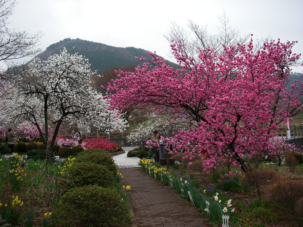 桃も桜も みさか桃の花まつり 笛吹 山梨県 の旅行記 ブログ By Nikuさん フォートラベル