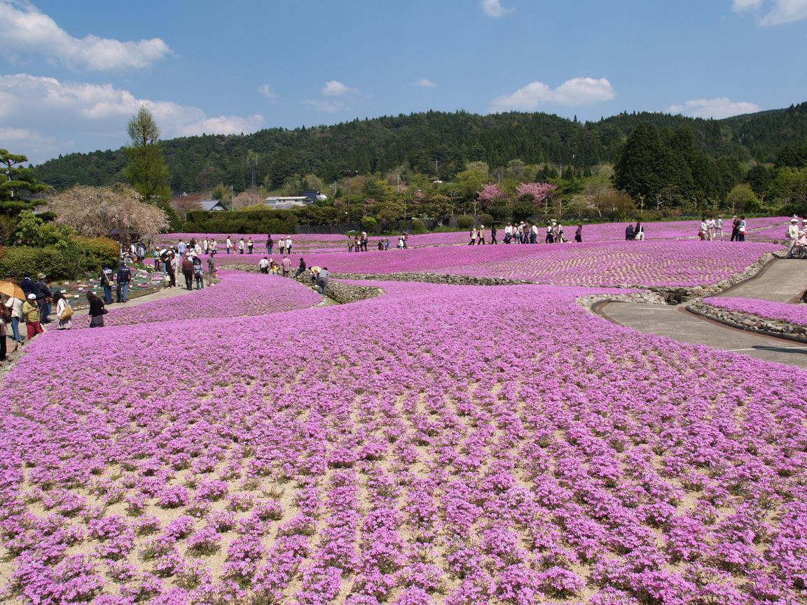 春爛漫 花のじゅうたんと満開の牡丹 永澤寺 ようたくじ 兵庫県三田市 三田 兵庫 兵庫県 の旅行記 ブログ By Gotochanさん フォートラベル